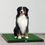 Fake Grass Dog Pee Pad, Medium (B00ICVHY5I), Amazon Price Drop Alert, Amazon Price History Tracker